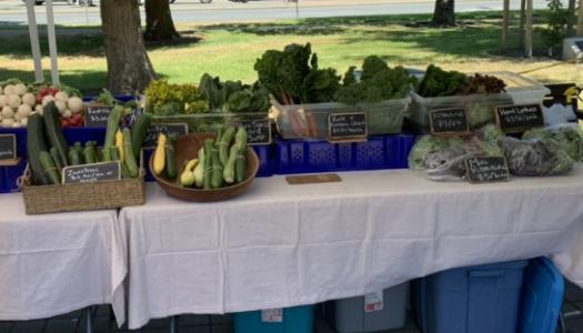 Table set up with a variety of vegetables for sale at farmer's market.