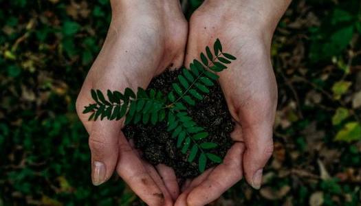 Hands holding a plant sitting in dirt.