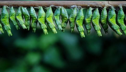 a-row-of-green-cocoons-hanging-from-a-branch