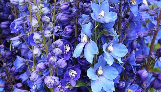 stalks-of-blue-delphiniums