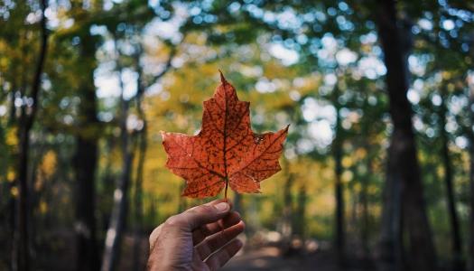 Hand-holding-a-rust-coloured-maple-leaf-in-a-forest