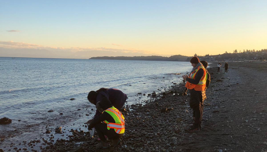 students-taking-samples-at-low-tide-along-the-coburg-peninsula