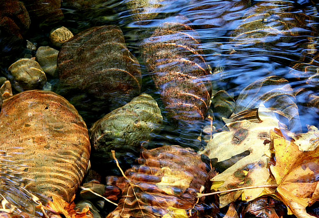 Colourful rocks and leaves in a stream