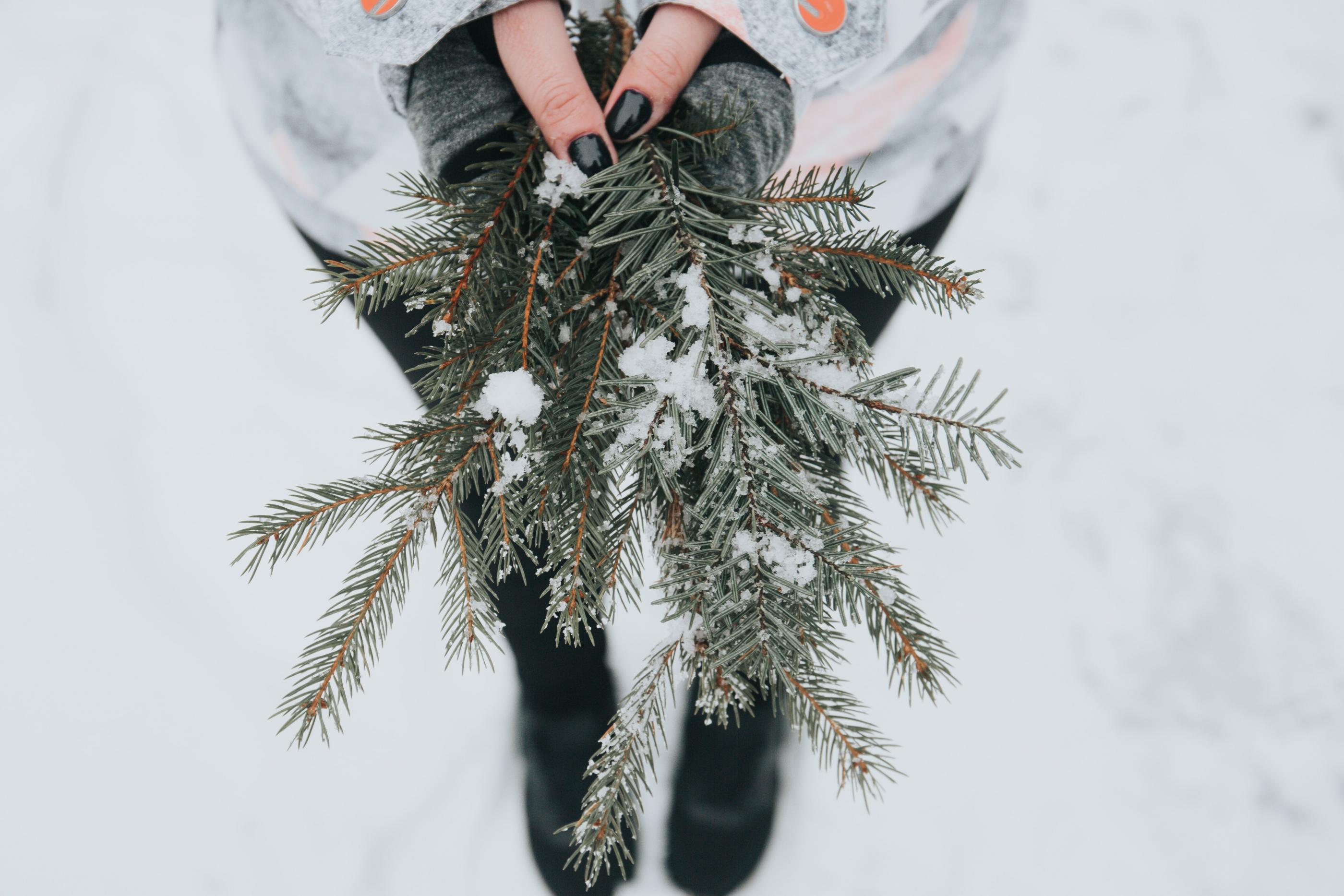 A fir tree branch covered with a little bit of snow in a person's hands