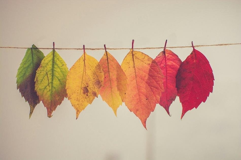 Leaves hanging horizontally on a line