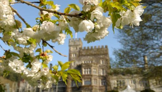 Flowers blooming on a tree branch in front of Hatley Castle