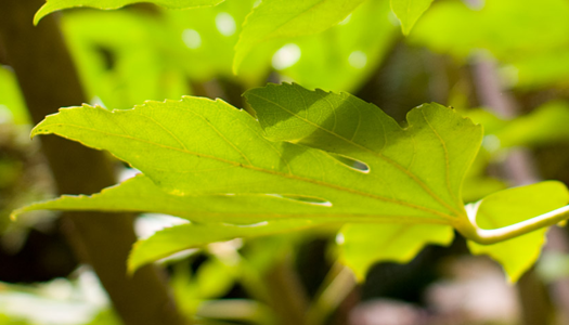 green leaves shining in the sun