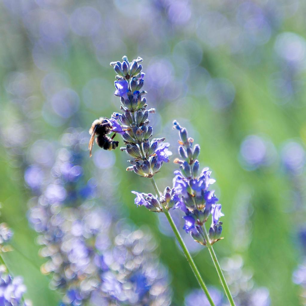 Close up of bee on lavender
