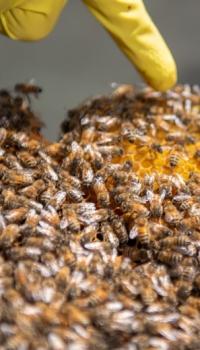 Close up of bees - Bees in trouble: bee the change!