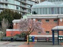 Cherry tree in bloom in front of Victoria Conference Centre