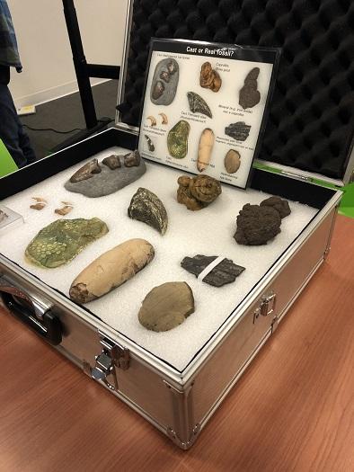 Fossil-box