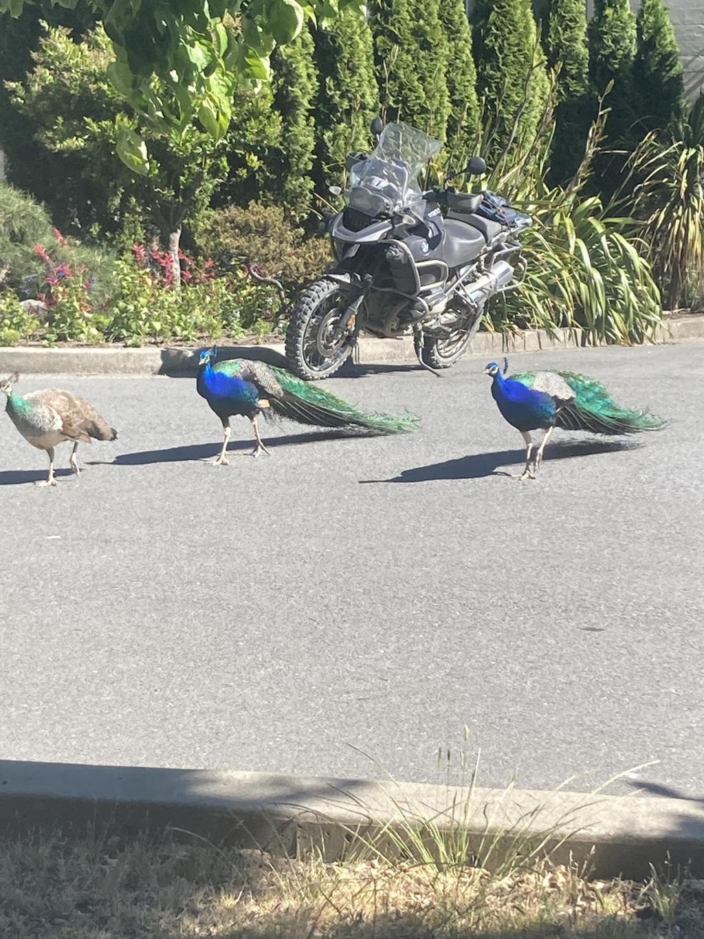 Peacocks and a motorcycle on the RRU campus.