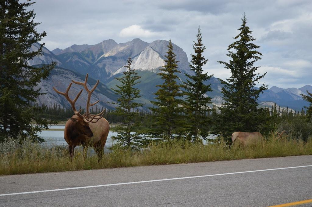 An elk in Jasper National Park