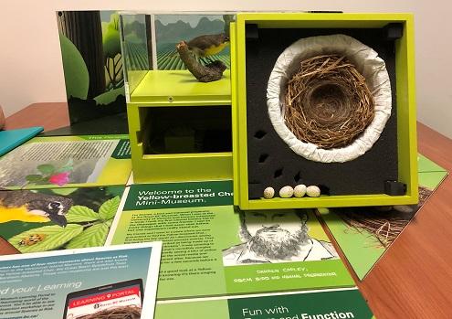 Yellow-breasted-chat-mini-museum-box