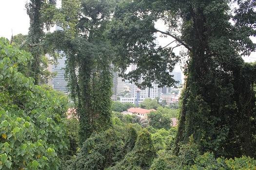 trees-in-a-park-overlooking-a-city