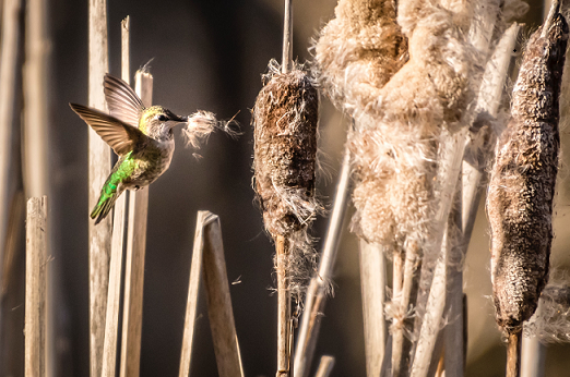 hummingbird-with-cattail-fluff-in-its-beak