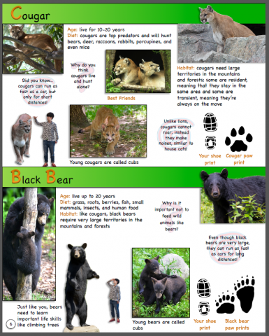 images-and-text-describing-black-bears-and-cougars