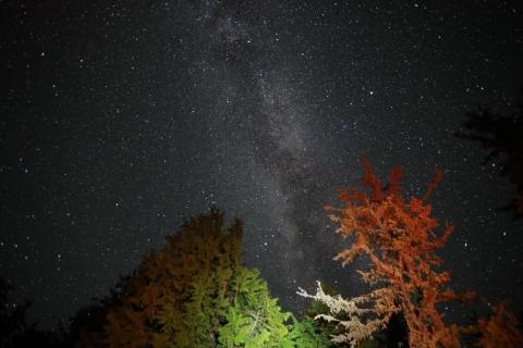 night-sky-with-coral-and-other-fauna
