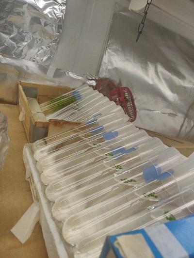 Lemna-duckweed-samples-in-test-tubes