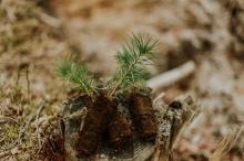 planting-tiny-trees