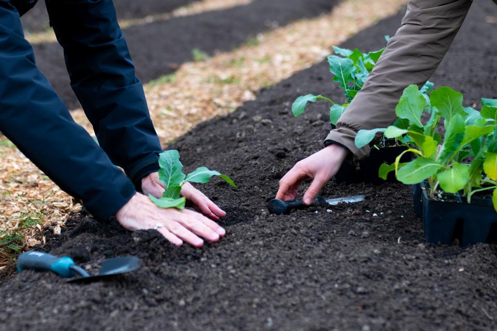 Hands planting new plants into the rich soil.