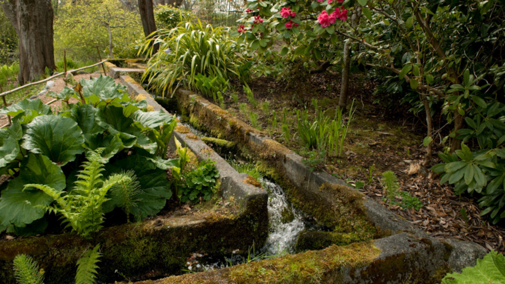 Fish ladder in Hatley Park surrounded by lush vegetation 