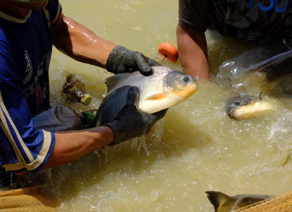 People pulling a fish out of the water at a fish farm