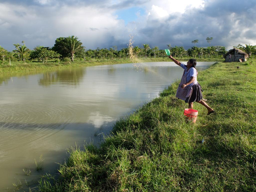 A fish farmer casts food into the water in a grassy setting