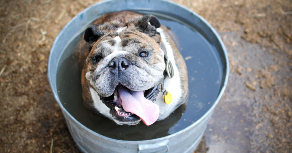 A happy dog takes a dip in a bucket of water.