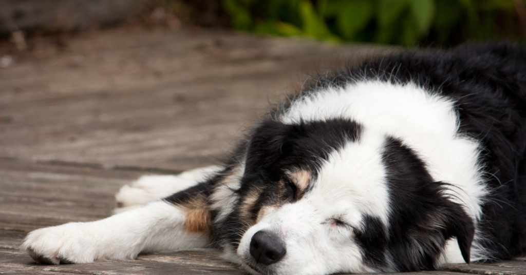 A multi-coloured dog sleeps on a wooden structure outside.