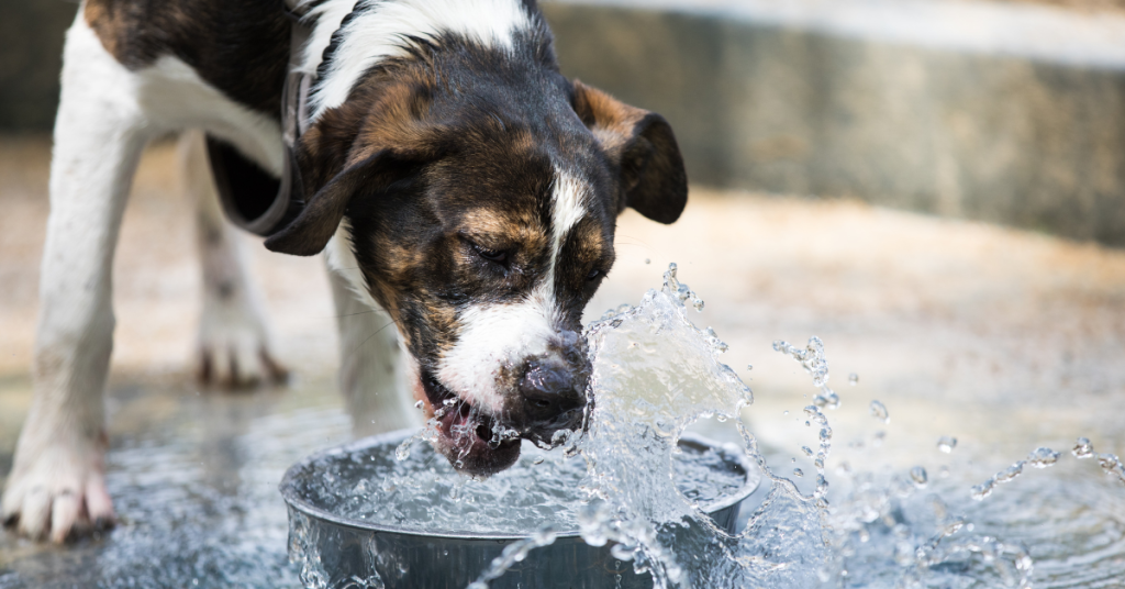 A dog drinks from a bowl of cold water.