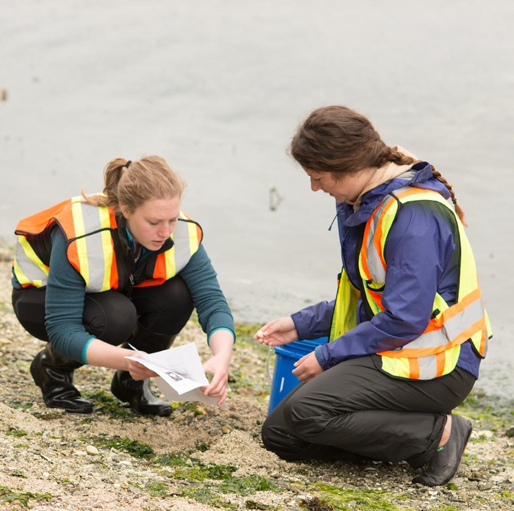 Students in safety vests dig for clams on a riverbank.