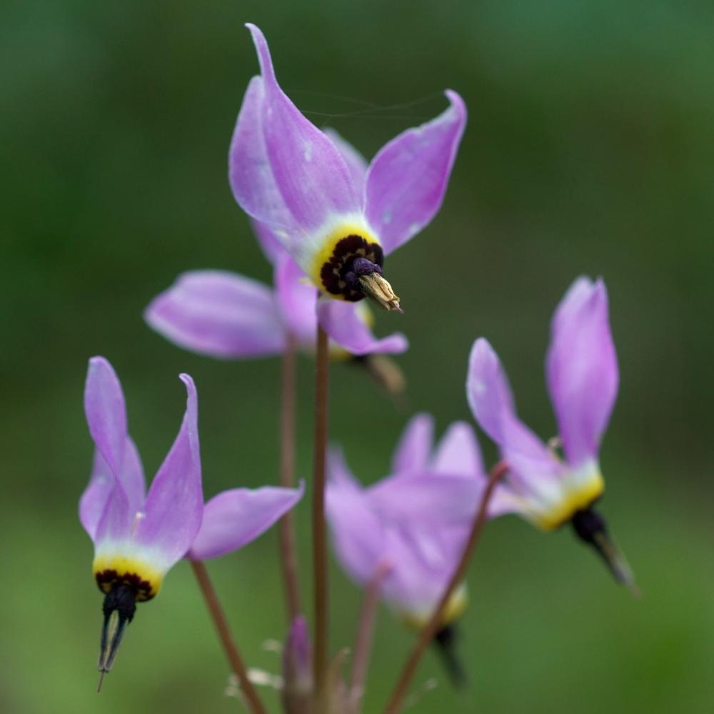 Broad leaved shooting star plant