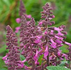 Coaster Hedge Nettle plant