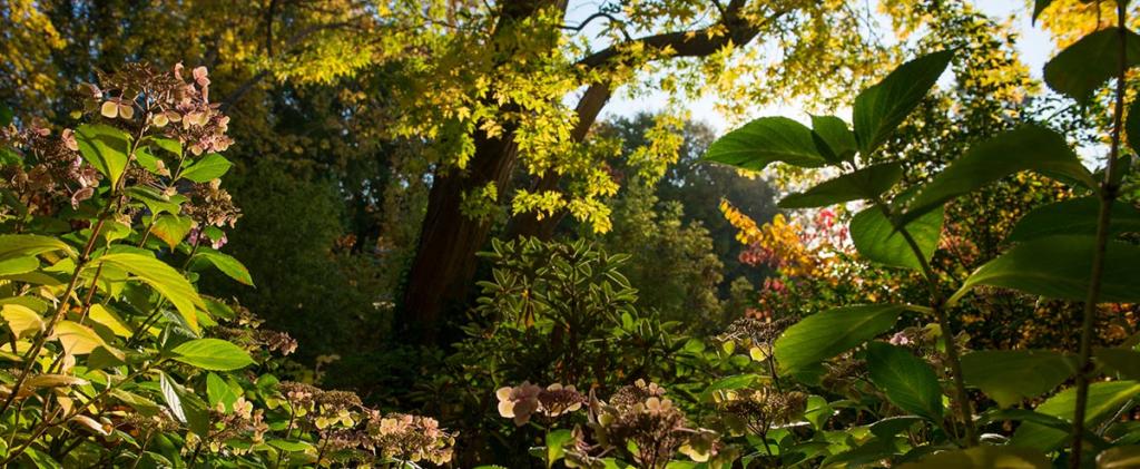 Dense foliage beneath a blue sky