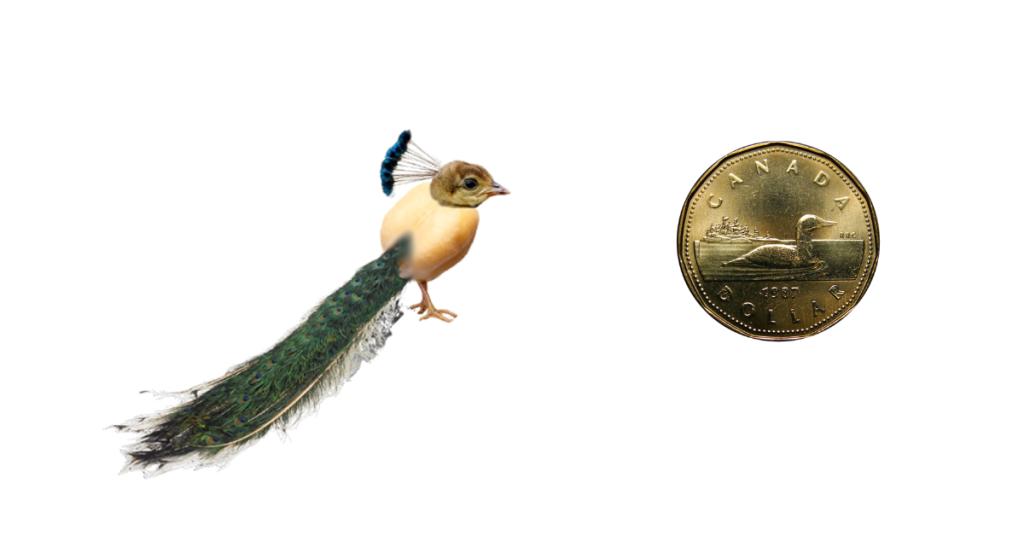 A rendering of an RRU chickpea with tail and crest feathers, next to a loonie.