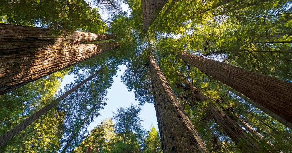 Leaders in Environmental Sustainability