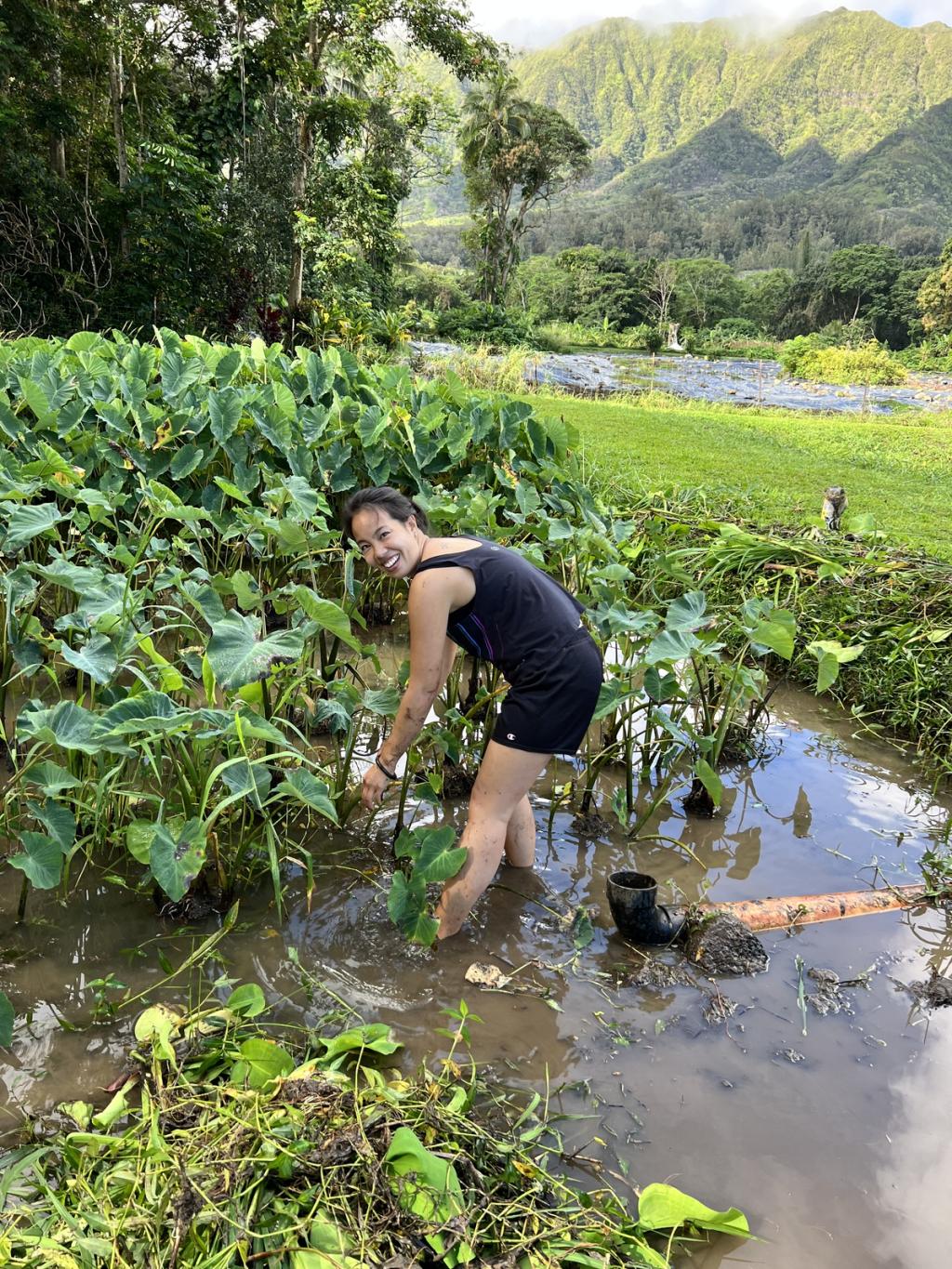 Vivian Giang works in a taro field in Hawai'i.