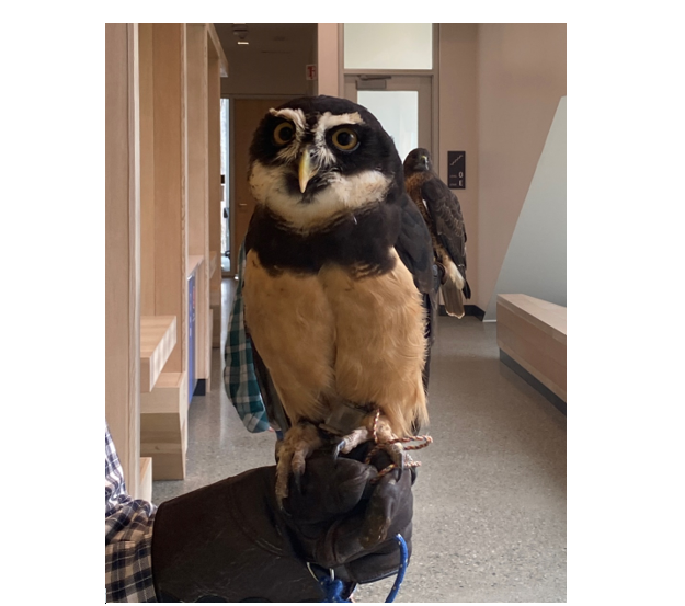 Inspector the Spectacled Owl