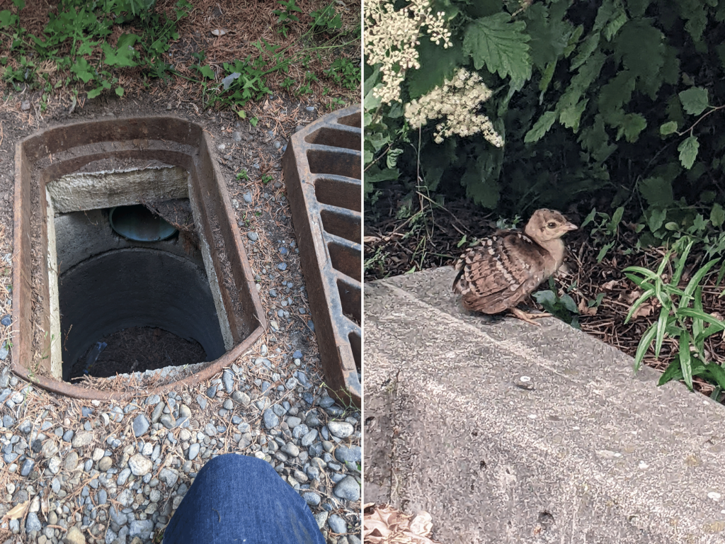 A compilation photo of a drain and peachick