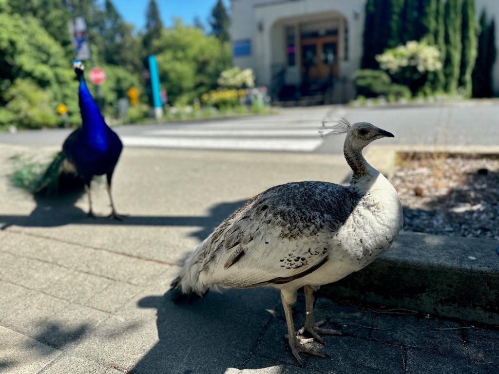 Two peacocks pose outside Habitat Cafe.