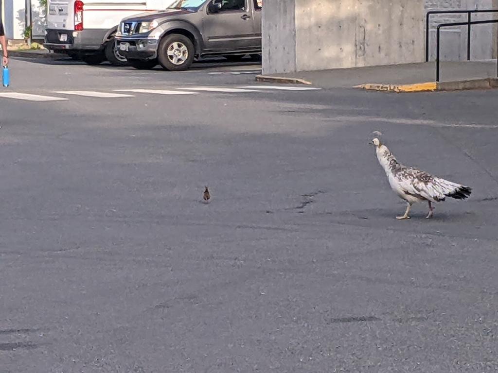 A peahen moves toward a peachick after it was rescued from a grate..