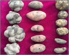 Nine washed Andean potato cultivars collected August 2, 2022, in Chimborazo, Ecuador, showing morphological and colour variation. 