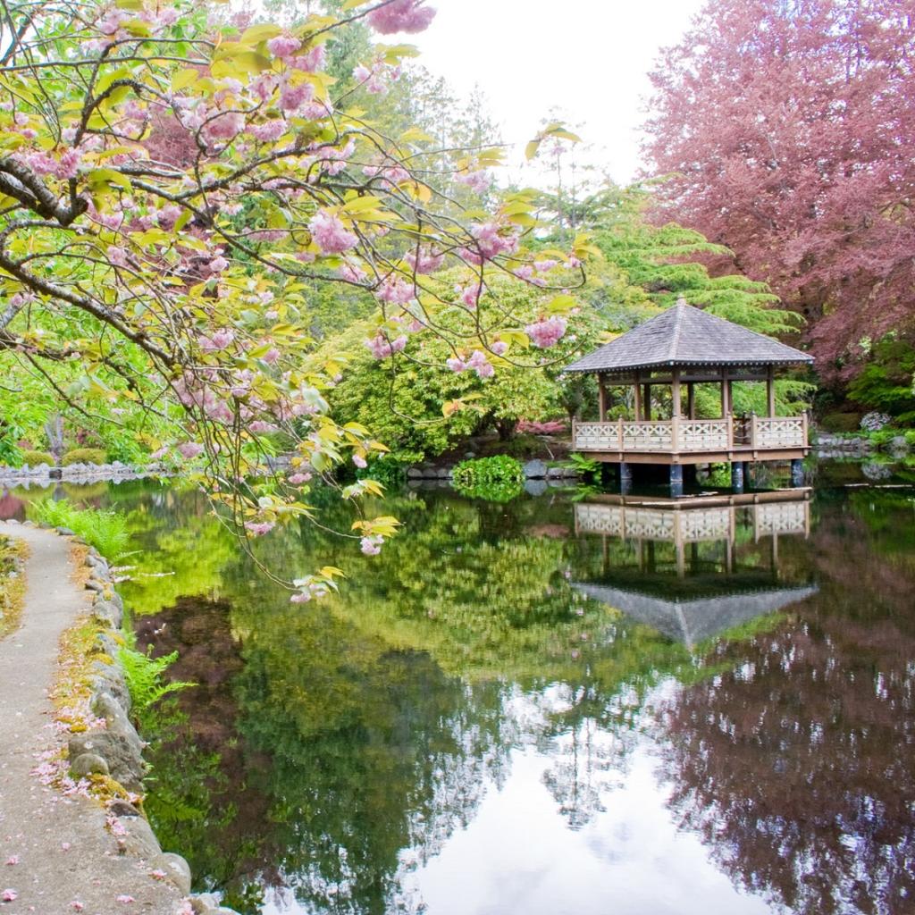The upper Japanese garden pavilion and fishing pond with cherry blossoms around them.  