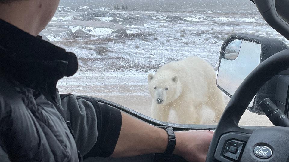 A person at the wheel of their car, the driver's side window is down, and they are looking out at a polar bear through the window. The bear is close. 
