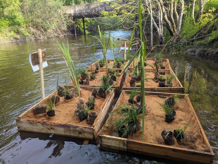 buoyant platforms are filled with wetland plants, whose deep roots extend into water and act as a biofiltration system
