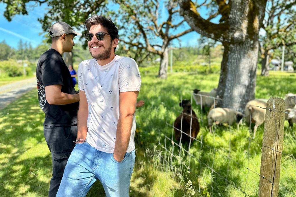 A student walks in front a grazing sheep enclosure