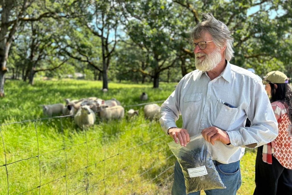 A farmer can be seen near a grazing pen of sheep