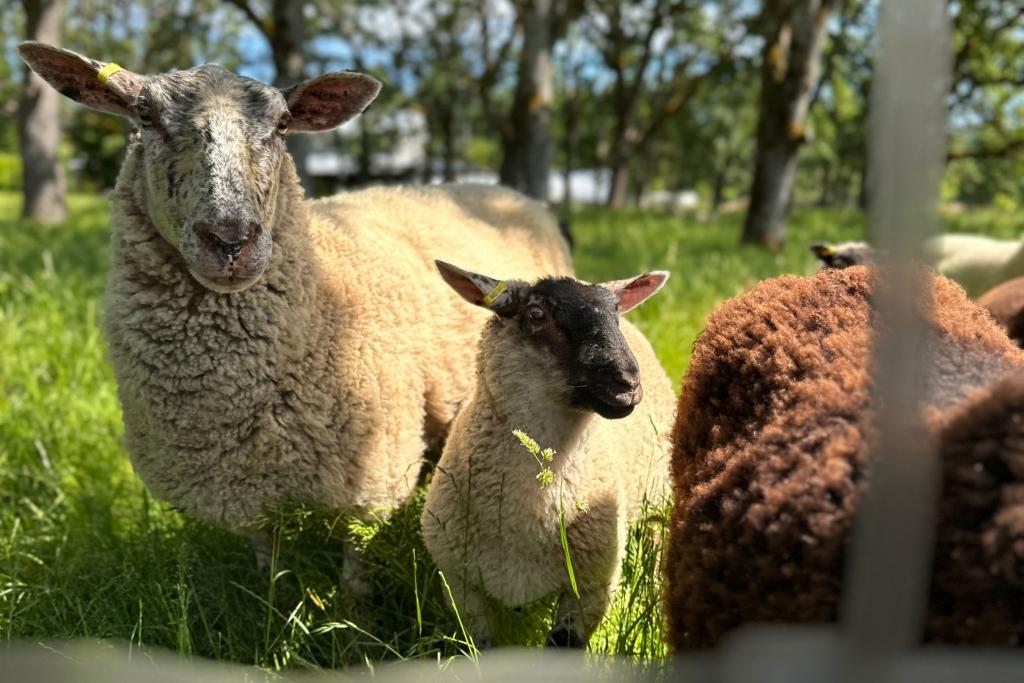 Three grazing sheep as seen through a wire fence