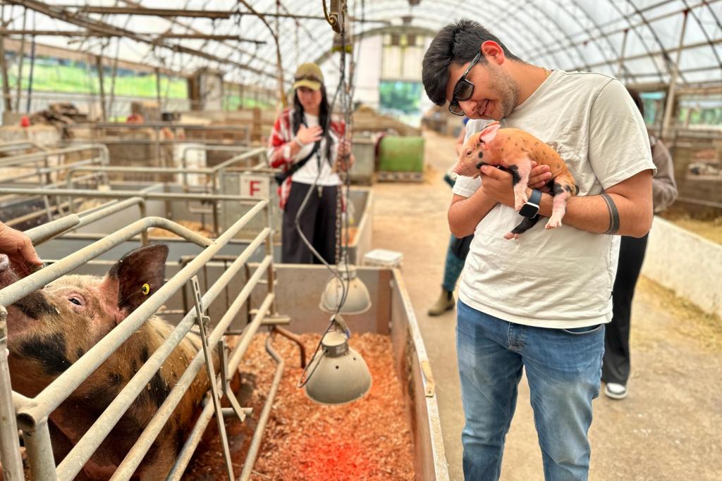 A student snuggles a six-day old piglet in a pig farm
